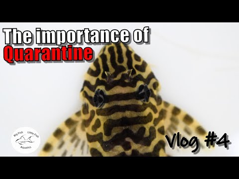 New Leopard Frog Pleco L134 | Fish Room Vlog #4 New Leopard Frog Pleco L134 | Fish Room Vlog #4

In todays video I am sharing the addition of a new 