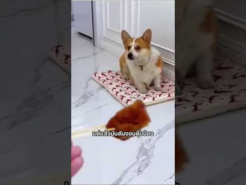 เพราะขาสั้นเลยอดกิน #สัตว์โลกน่ารัก