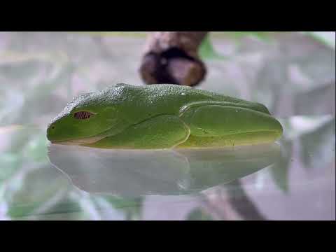 寝る体勢になっていくカエルを裏側から見たらすごかった        Sleeping frogs from below