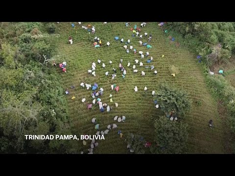 Bolivia batalla para que la hoja de coca sea despenalizada