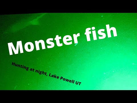 Monster Fish Hunting at Night, Lake Powell 2021 Aquatic life at night attracted to a green light at Lake Powell. #shorts
