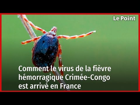Comment le virus de la fièvre hémorragique Crimée-Congo est arrivé en France