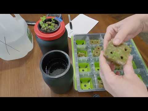 Kratke Hydroponics Update - Garden Tour - Winter Sowing #hydroponics #gardening  #microdwarf2526