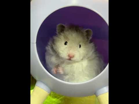 Baby there seem to be little stars in your eyes #Golden Thread Bear#Cute cute#Cute to the