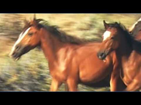 Skyking <strong>Archive</strong>: Wild Horses