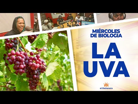 La UVA y LOS BULTOS DEL VINO - Ariel Santana