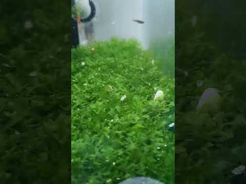 subwassertang #aquarium #freshwateraquarium #fisht 