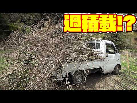 【山復興第2弾#100】こんな軽トラ見た事ない！？超過積載で雑木を運ぶ！！