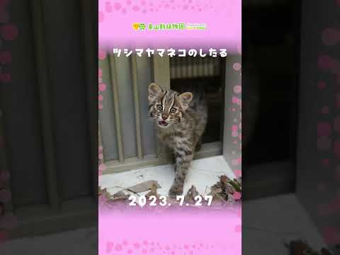 【東山動植物園公式】したるの誕生日《 ツシマヤマネコ 》