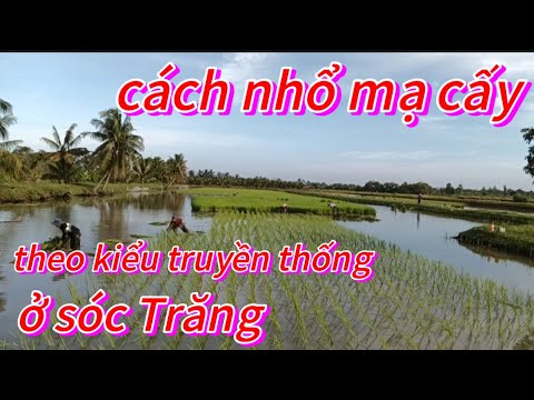 🌺Em gái cấy lúa theo kiểu truyền thống ở sóc Trăng 🌺