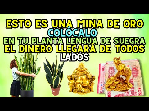 Esto es una Mina de ORO! colócalo en tu planta lengua de suegra! El dinero llegará de todos lados