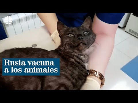 Rusia vacuna a los animales