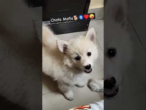 Chota Mafia #dog #puppy #cute #ytshorts #trending