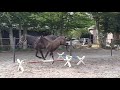 Show jumping horse Luxe springgefokt hengstveulen