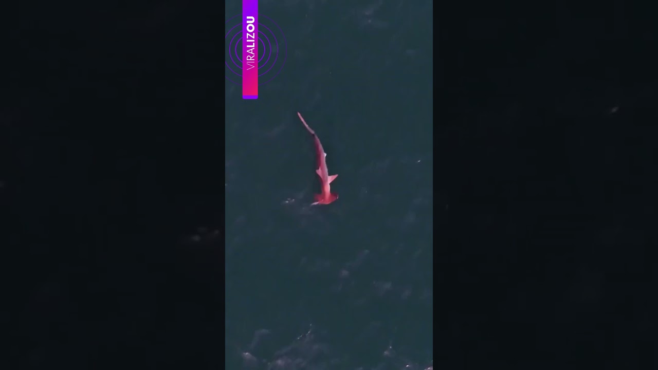 Pôr do sol tinge tubarão martelo de rosa em Arraial do Cabo no RJ