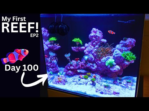Nano REEF Tank 100 Days later! Adding Corals, Clow Today I will show you how I'm adding corals, crabs, snails, clown fish and anemone into my first eve