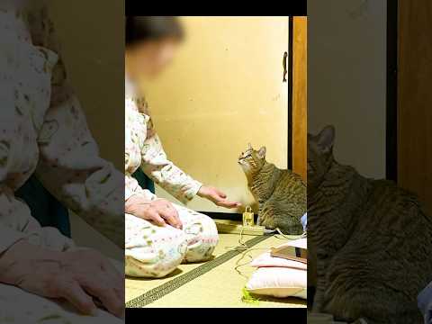 『覚えてる?』半年ぶりにばぁばと再会した元野良猫がすごい事に(°_°) #元野良猫 #おばあちゃん #感動