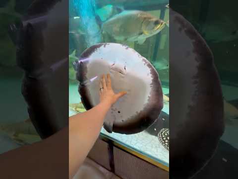 Monster stingray #aquariumfish #fish #stingray 