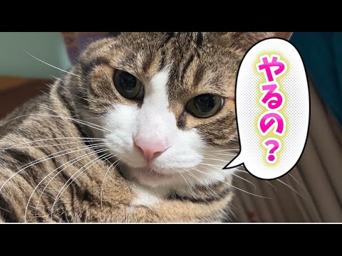 猫の動画サムネイル - 球太と簡単お菓子作り