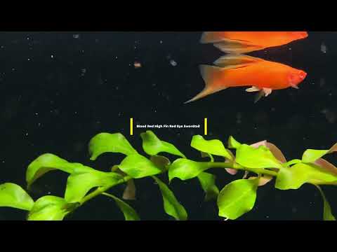 Blood Red High Fin Red Eye Swordtail 