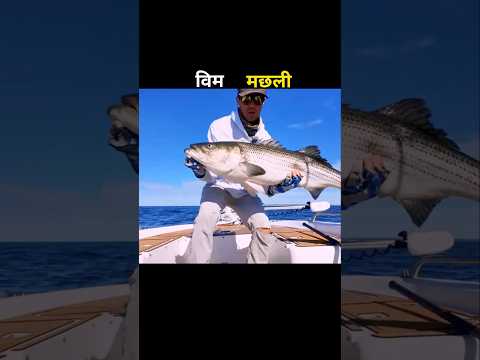 विम मछली 😱 #aivideo #fishing #fascinatinginformation #amazingfacts #facts #youtubeshorts