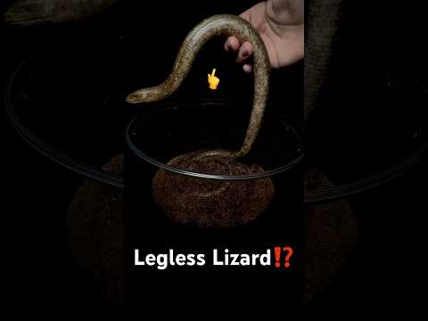 New LEGLESS Lizard! 