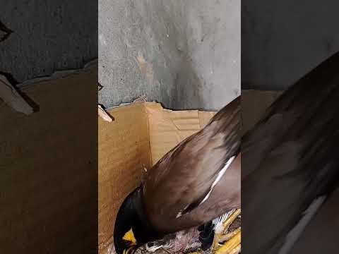 Sweet Moments with Myna Bird Babies (p 23) #shorts