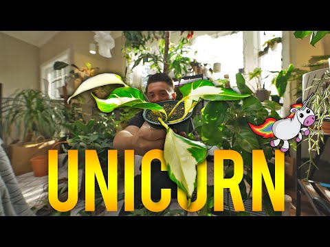 The NEW POTHOS Everyone is Going CRAZY Over! I got ahold of the new Mutant Manjula which I nicknamed Majestic Manjula lol. Get a glimpse of it! I