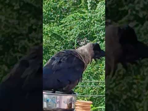 mng view #shorts @nirmal videos