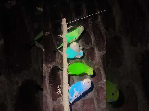 #australia birds blue and green sleep