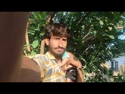 हमारे खेत में बगीचा के पेड़ है दिखा रहा हू##वायरल विडियो #