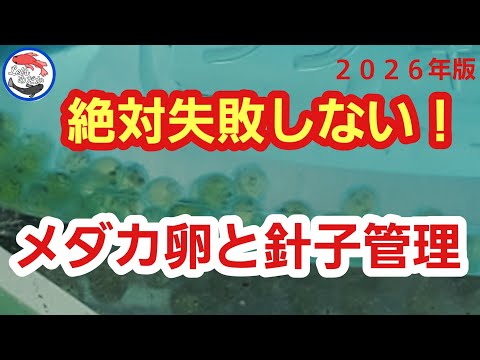 【初心者必見】いらんことせんでいい！４つのこと