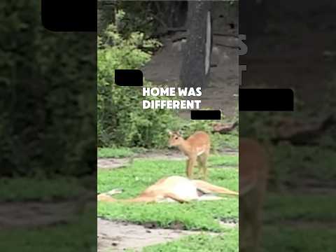 The Saddest Homecoming Ever#Deer #Fawn #<strong>Animals</strong>