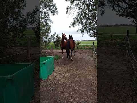 Jack & Orion #horses