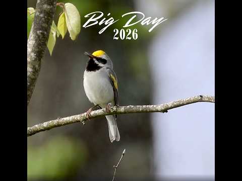 Big Day 2026: Team Sapsucker Found 306 Species in North Carolina and Guatemala!
