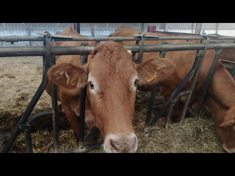 Grogne des agriculteurs : la MHE, surnommée «le covid de la vache», s'invite dans les revendications