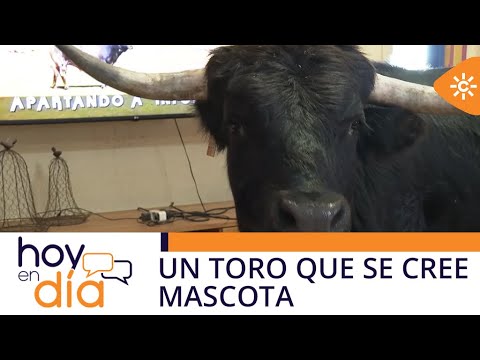 Hoy en día | 'Tamariz', el toro de 330 kilos al que le gusta ver la tele y comer paella