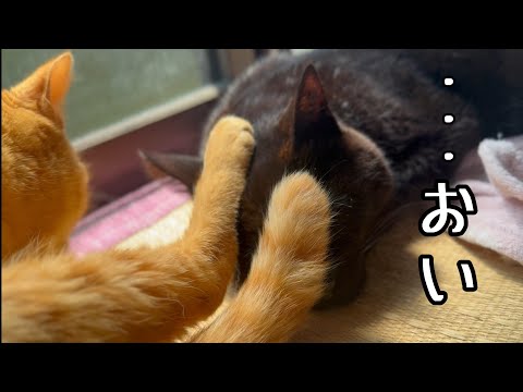 犬の動画サムネイル - るなに足蹴にされる天　They always end up in the same room