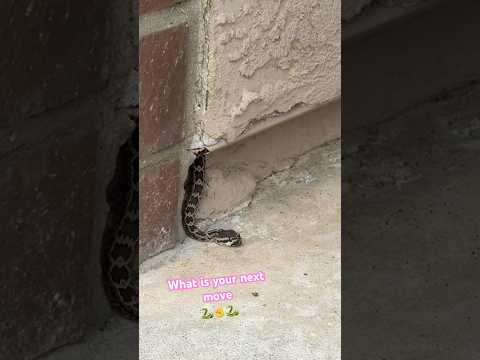 Rattlesnake at your front door 🐍 What do you do? #youtube #fypシ #wildliferescue #snake