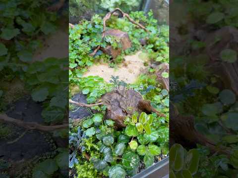 テラリウムのフタを開けると苔の森。