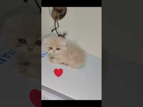 Kitten #Cat #Cats #CatLover #CatsOfInstagram #CatLife #MyCat #CuteCats #CatLove #CatWorld #CatGram