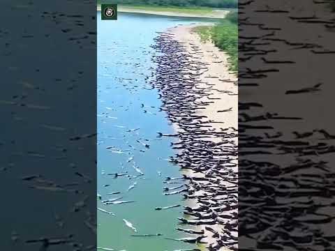 #comedyshorts #funny #humor #music #comedy #storytime #humour #sunset #memes #прикол