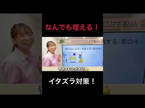 【犬 拾い食い】愛犬が何でも拾って食べる!拾い食いが悪化する間違ったしつけ方!犬のしつけエマチャンネル【犬のしつけ@横浜】 #子犬しつけ #横浜しつけ教室