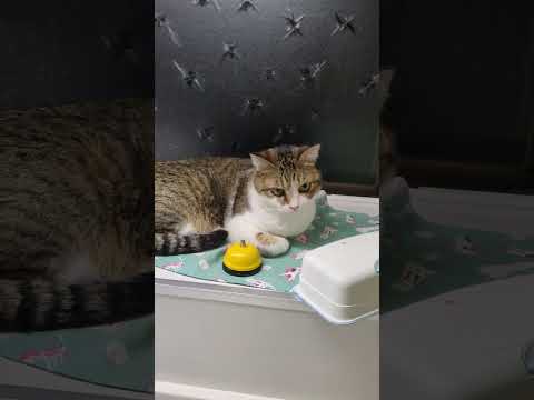 2代目ベル使い？　#cat  #猫