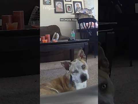Curious dog wonders why he hears owner's voice when she isn't in the room!