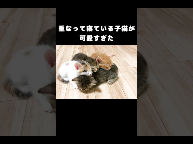重なって寝ている子猫が可愛すぎた #子猫 #保護 | うにむぎはちむーの保護猫シェルター｜YouTubeランキング