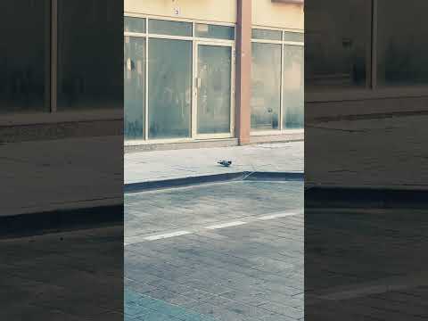 struggle of life....#worldwide#beauty #love #peagion #life #struggle #qatar #youtubestyle....