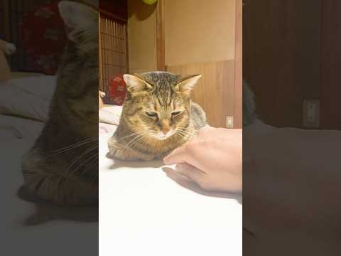 香箱座り中の元野良猫に指ズボしてみると…？ #元野良猫 #香箱座り #おもしろ