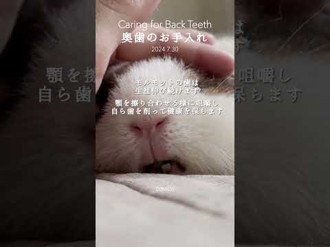奥歯を削るモルモット
