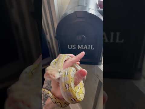 Special delivery! Special delivery! 

Don’t forget to SUBSCRIBE for more D/SD retic content! https_//www.youtube.com